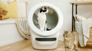 A cat standing on a round object